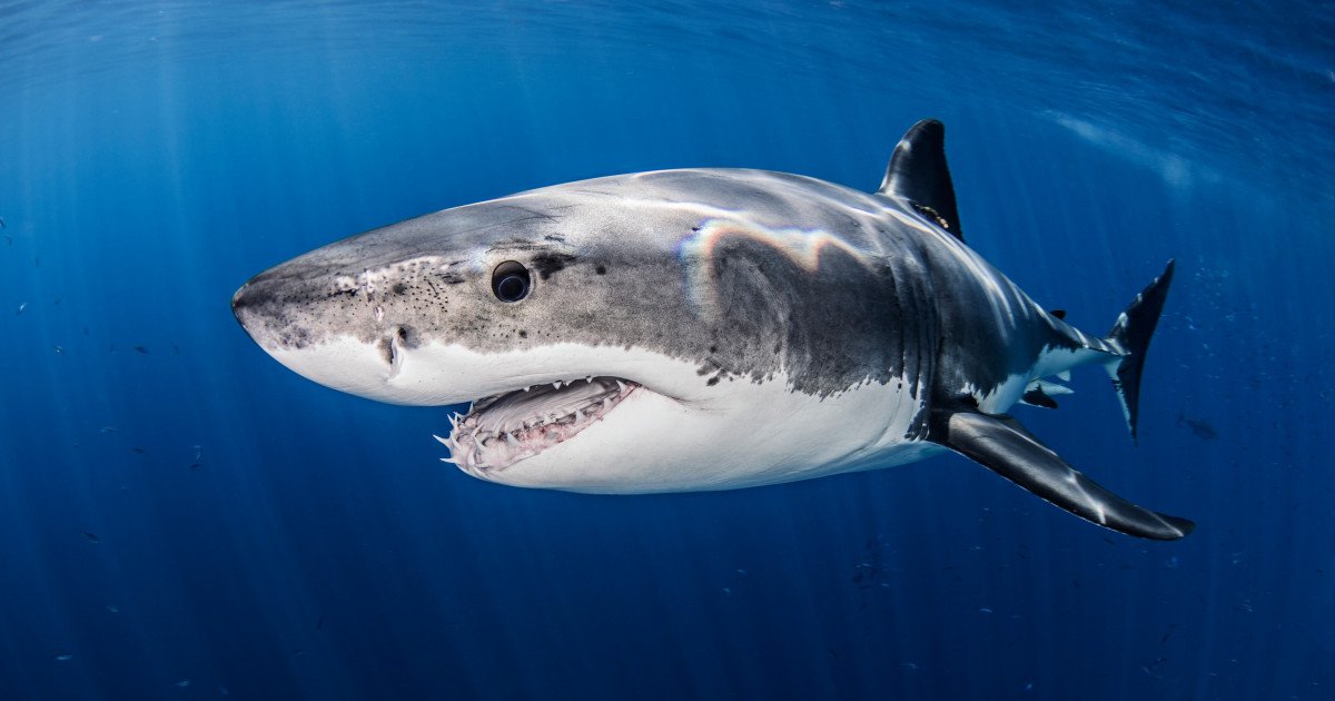  Autorităţile australiene au început cursa pentru găsirea rechinului alb care a ucis un bărbat la Sydney