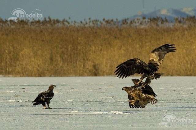  Tulcea: A crescut numărul codalbilor din Deltă, o specie de vulturi în pericol