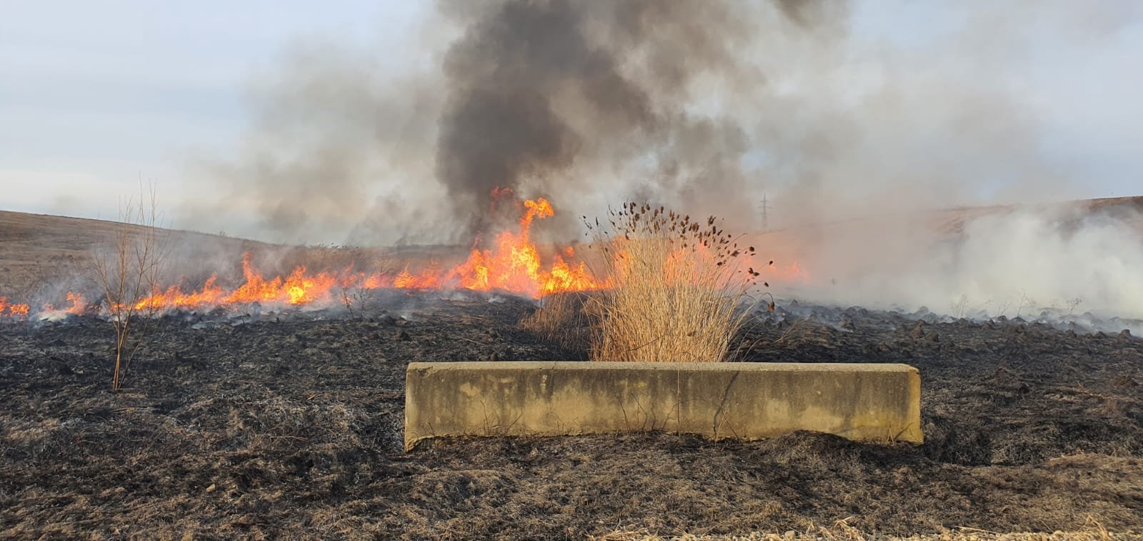  (FOTO) Incendiu lângă lacul Chiriţa din Iaşi