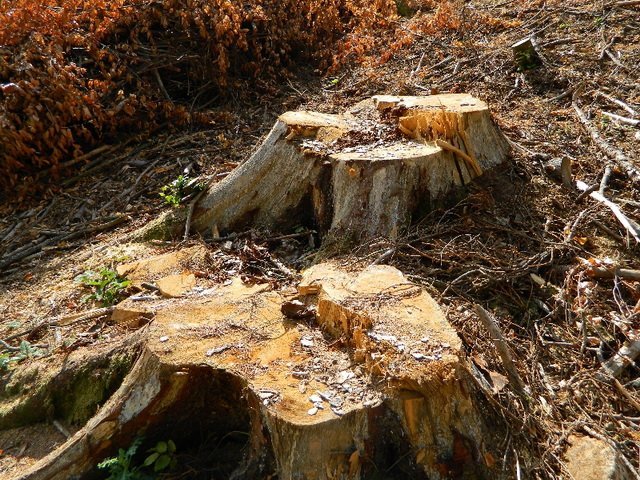  Tăieri ilegale de arbori în fondul forestier proprietate privată din Vânători, Iași