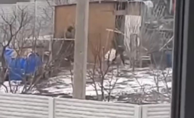  VIDEO: Rușii invadatori sunt atât de hămesiți încât fură găini