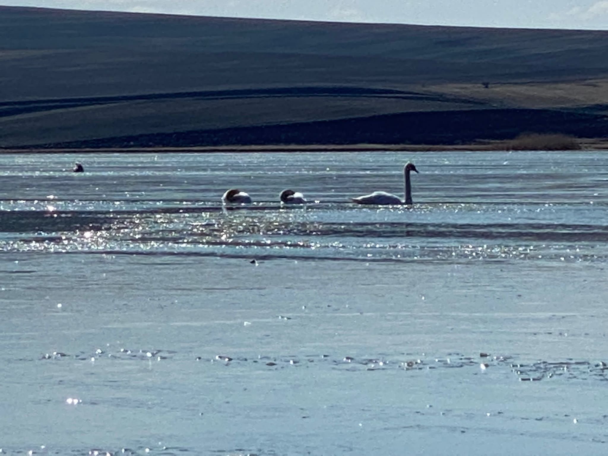  VIDEO: Lebede prinse în gheață la Șipote. Scafandrii au înotat la 0 grade Celsius