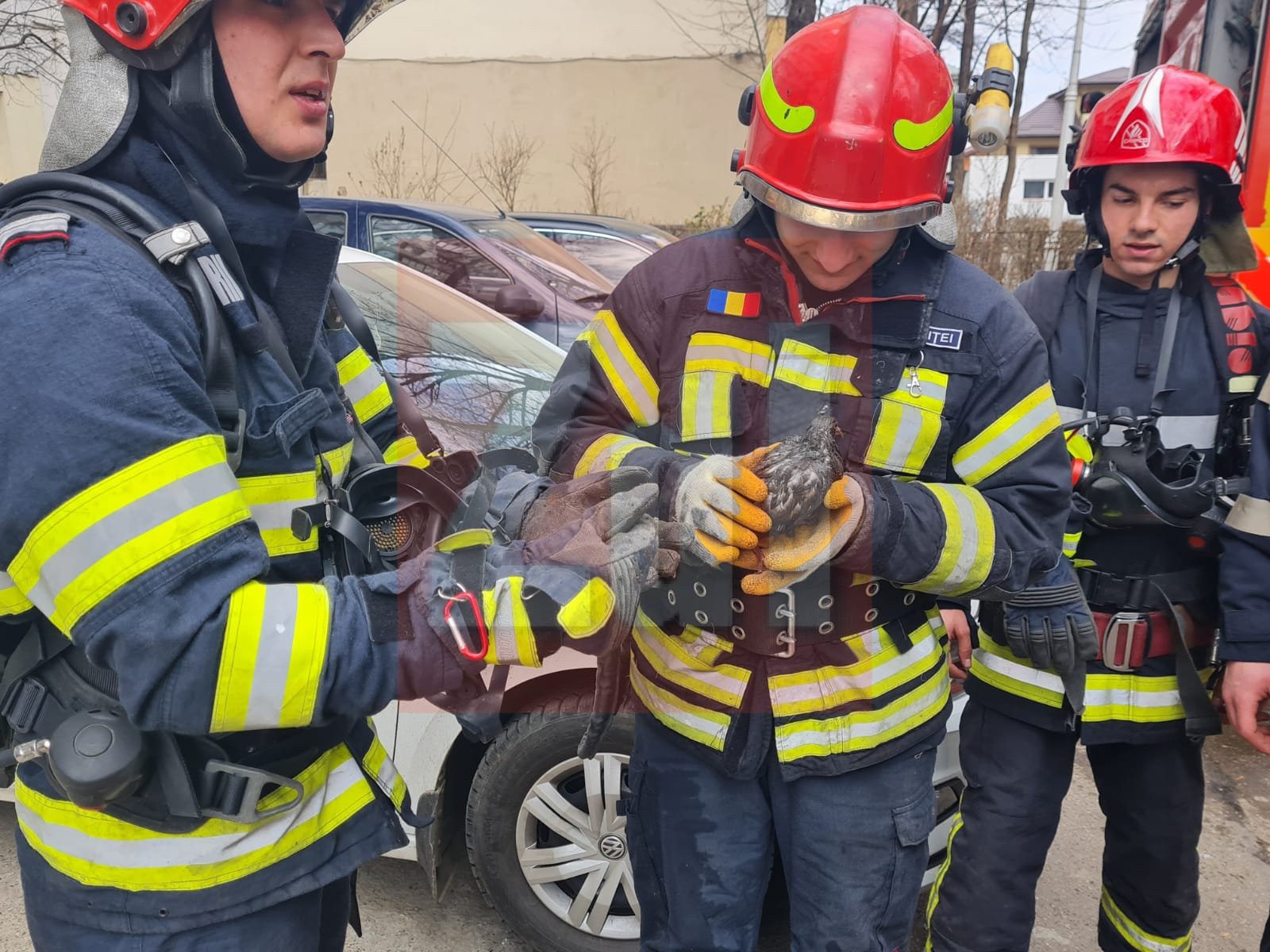  Pompierii au salvat un pui de porumbel, în incendiul din Tătărași (FOTO)