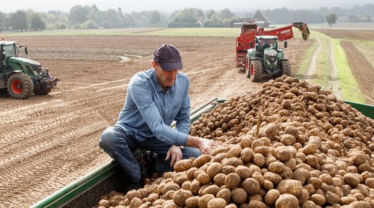  Ministrul Agriculturii: România produce mai mulţi cartofi decât consumă