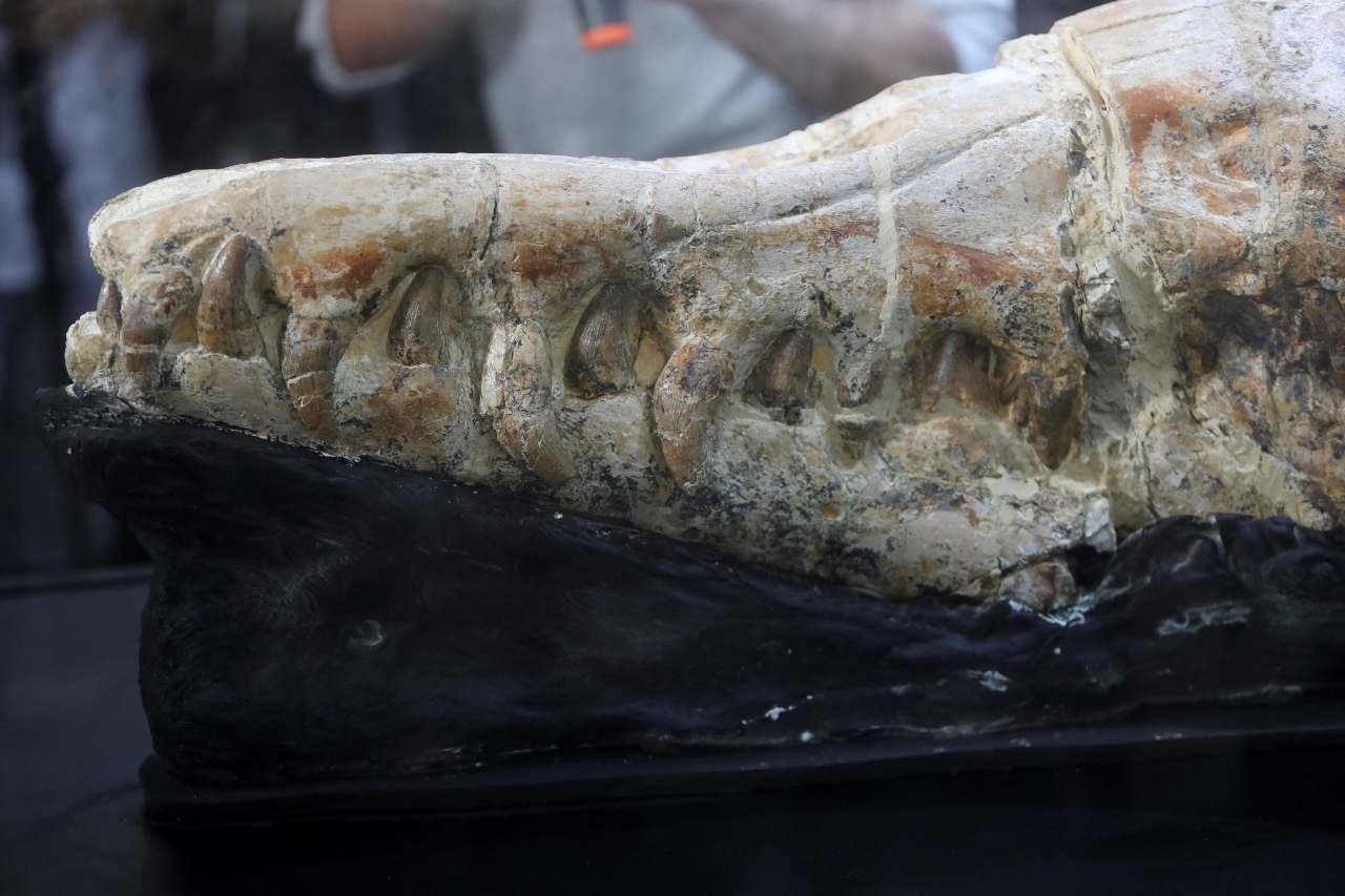  VIDEO – Fosilele unei balene carnivore gigantice, vechi de 36 de milioane de ani, descoperite în Peru
