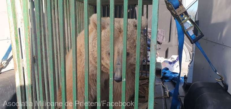  Ursoaica Masha, salvată de sub bombe în Ucraina, adusă la Sanctuarul din Zărneşti