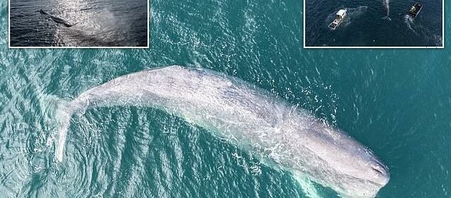  VIDEO: Balenă eșuată de 50 de tone, salvată de un grup de pescari