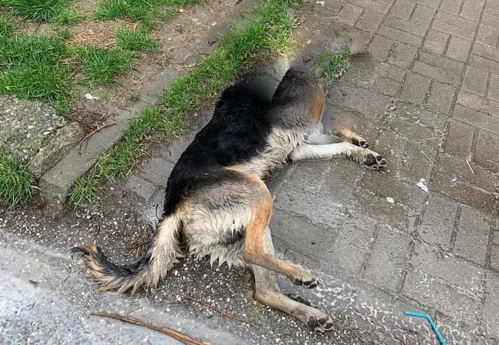  Vâlcea: Anchetă penală după ce în spaţiul public au apărut imagini cu mai mulţi câini agonizând pe străzile din Berbeşti