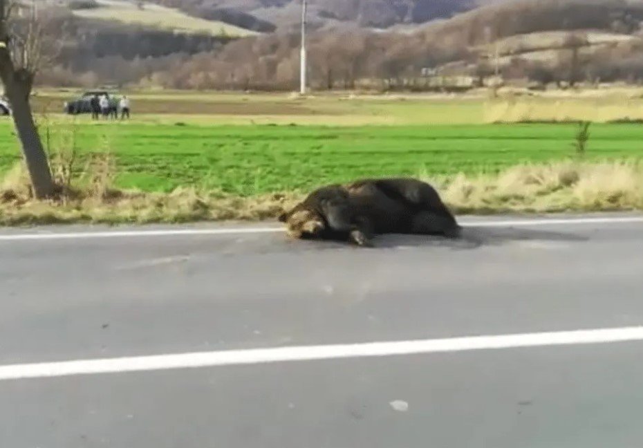  Urs lovit de două autoturisme, pe DN1, în dreptul localităţii Cornu