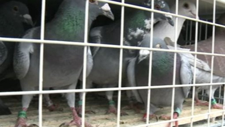  Tânăr de 21 de ani reţinut după ce a furat 90 de porumbei din curtea unui consătean