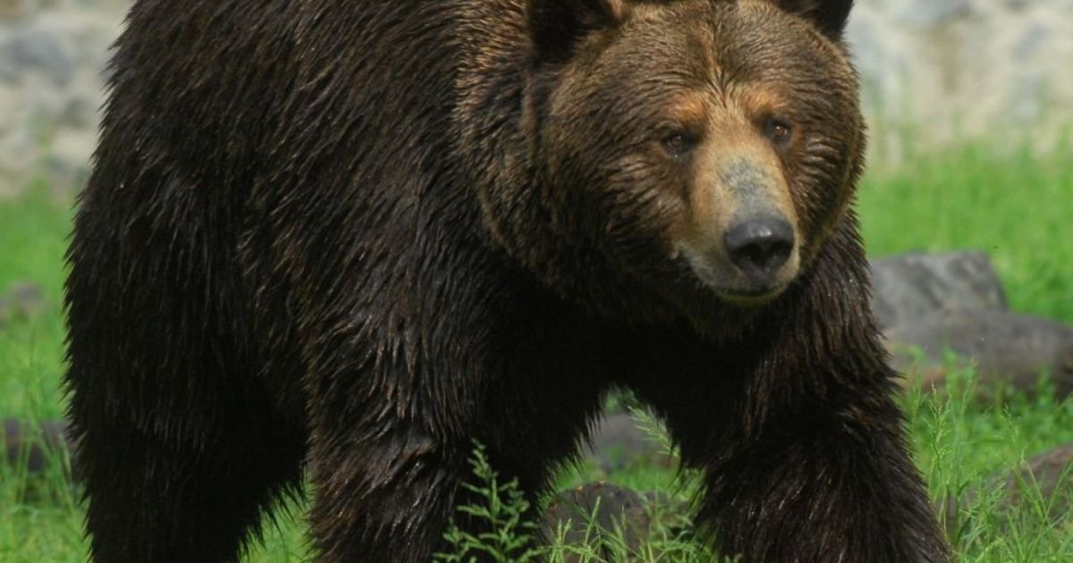  Doi copii, atacaţi de un urs la marginea localităţii Armeni. Unul a ajuns la spital cu plăgi muşcate
