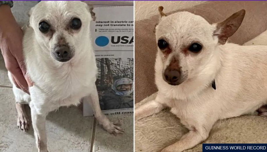  Un Chihuahua de 21 de ani, desemnat cel mai vârstnic câine în viaţă din lume
