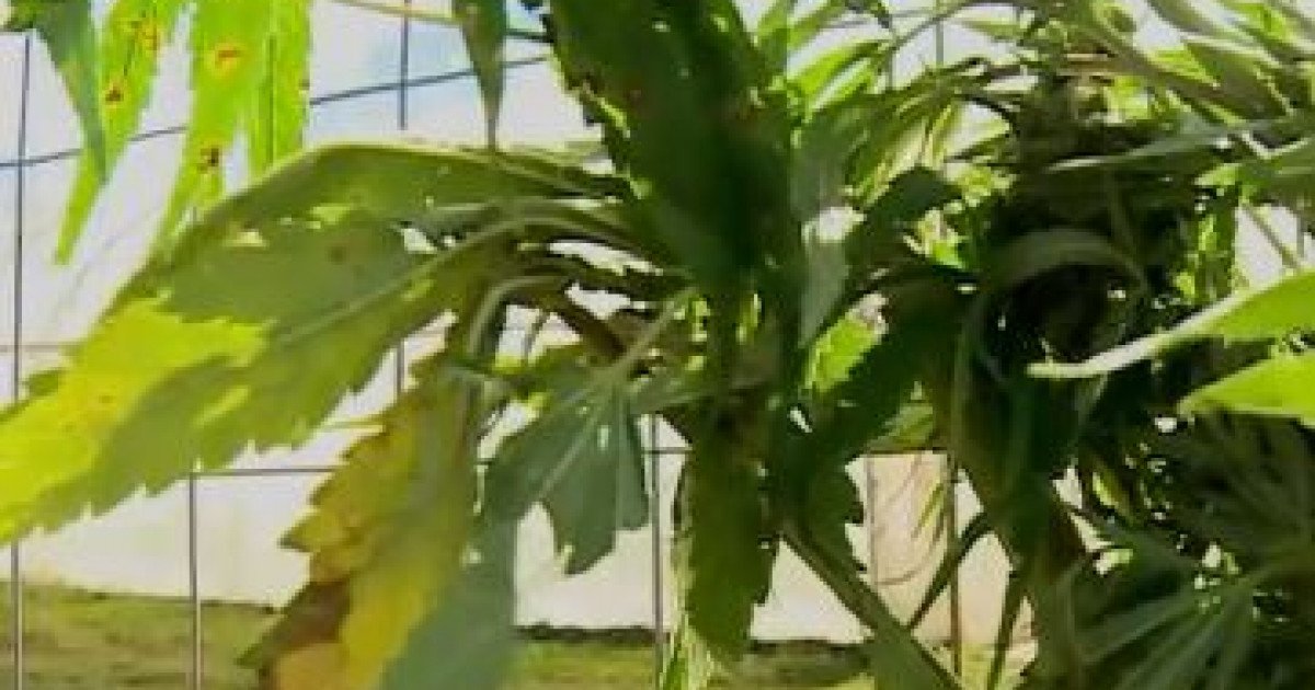  Spaniolul care avea o plantaţie de cannabis la Mironeasa va sta 5 ani după gratii