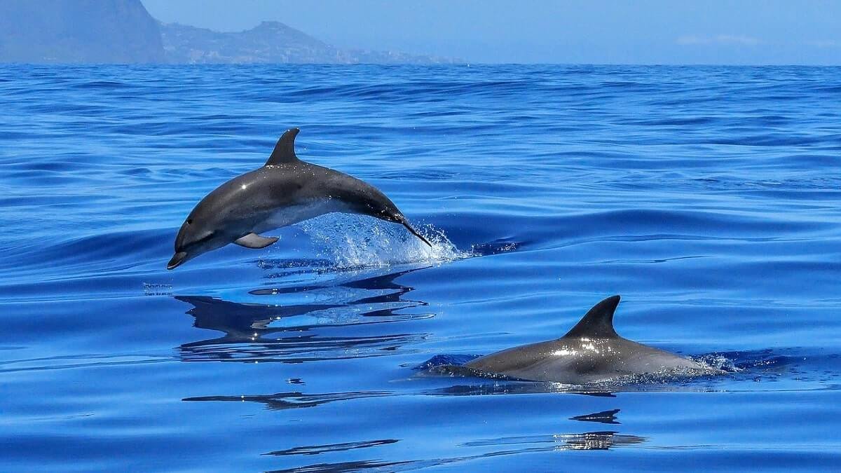  Rusia folosește delfini pentru a proteja baza de la Sevastopol