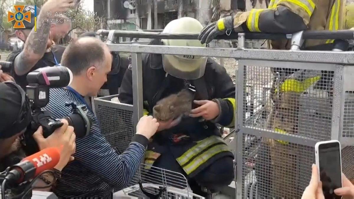  VIDEO: O pisică a fost salvată dintr-o clădire bombardată din Borodianka