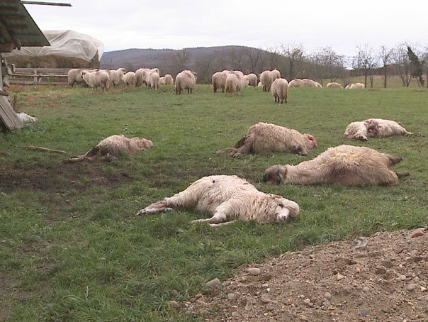  Atac al unei haite de lupi, la o stână din Alba. Animalele sălbatice au ucis 120 de oi și miei, foarte aproape de drumul comunal
