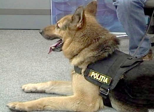  Mif, câinele de urmă al Poliţiei, a prins trei hoţi