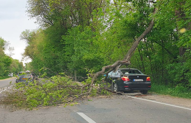  FOTO Un copac a căzut peste un BMW Seria 5 după ce a fost tras pe dreapta de polițiști