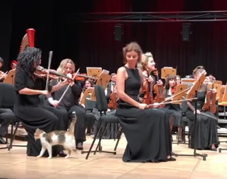  VIDEO: Concert întrerupt de o pisică melomană, spre deliciul publicului