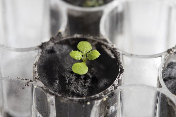  Oamenii de ştiinţă au cultivat în premieră plante în sol lunar