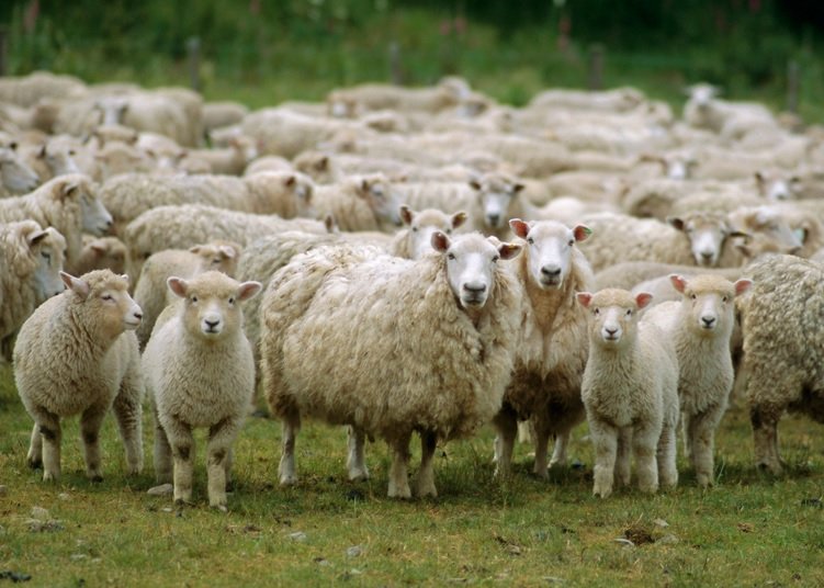  O turmă de oi, plus mieii şi brânza aferente, dau mari bătăi de cap magistraţilor ieşeni. Cine va rămâne cu stâna?