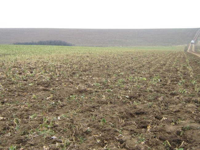  Culturile din zona Moldovei sunt afectate de o secetă serioasă