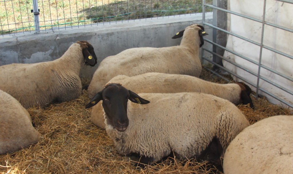 Doi ciobani l-au zvântat în bătaie pe veterinarul care le-a găsit câteva oi bolnave