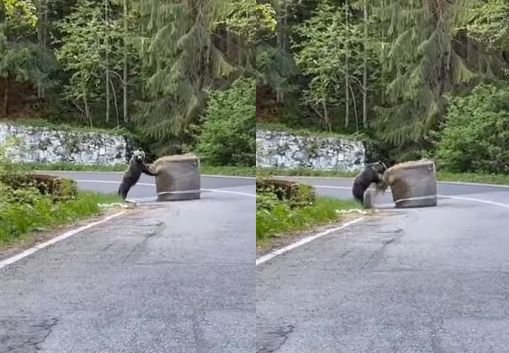  (VIDEO) Urs filmat la Raliul Argeşului, în timp ce mută un balot de paie