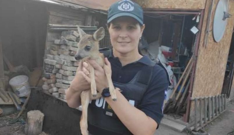  Bacău: Pui de căprioară care nu se putea deplasa, găsit într-un cartier din Târgu Ocna
