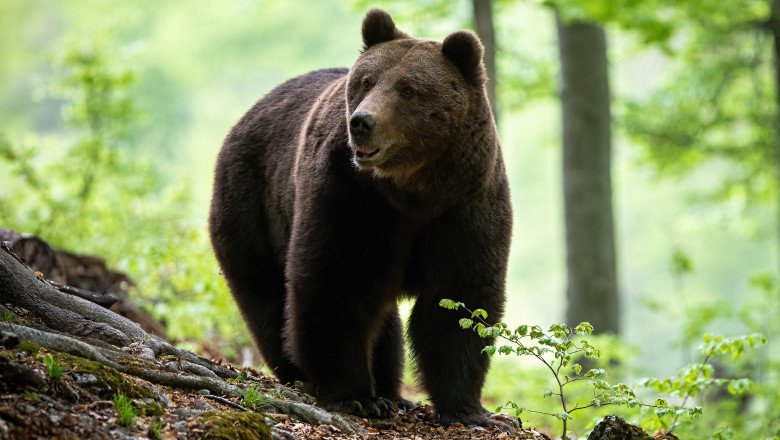  Ursul de la Dobrovăț: nu a fost văzut, dar face furori în zonă