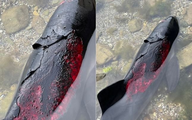  Delfinii din Marea Neagră au devenit victime ale războiului din Ucraina. Mai mulți au fost găsiți cu arsuri și răni în Bulgaria