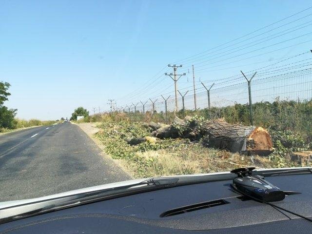  Judecatorii confirmă amenda de 50.000 de lei pentru tăierea copacilor de pe marginea drumului din Rediu