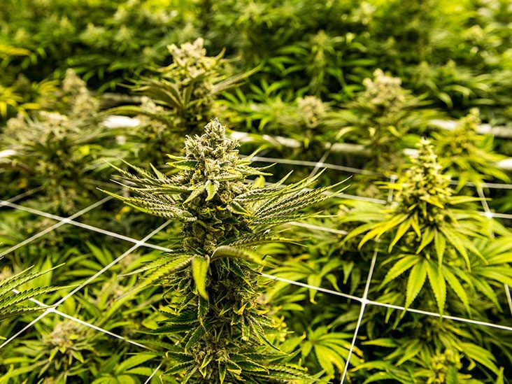  13 kg de cannabis aduse în ţară cu ajutorul unei firme de curierat. Trei persoane au fost arestate