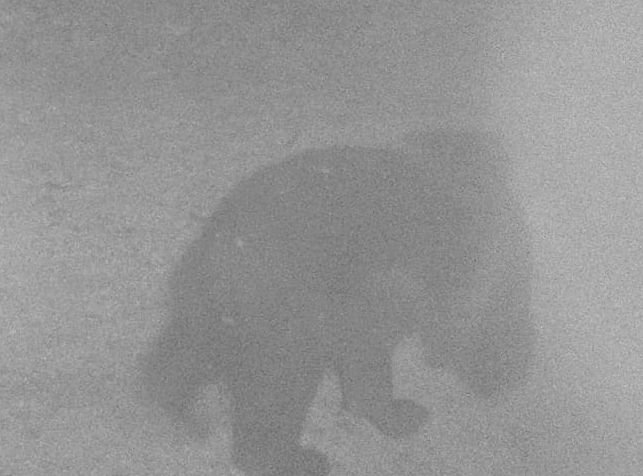  (FOTO) L-am văzut! Primele imagini cu ursul care dă târcoale Iaşului