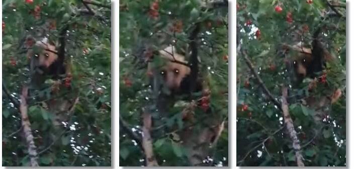  (VIDEO) Urs surprins la furat de cireșe, cocoțat în vârf de pom