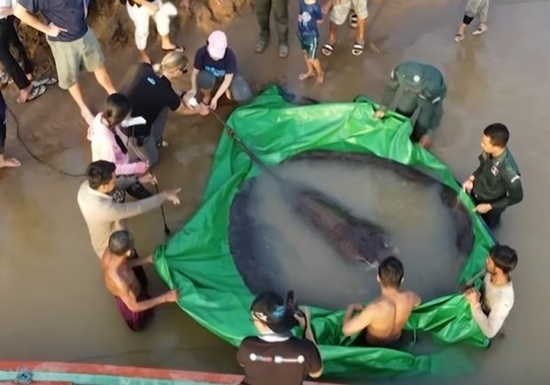  Cea mai mare pisică de mare de apă dulce din lume, de 300 de kilograme, prinsă în Cambodgia