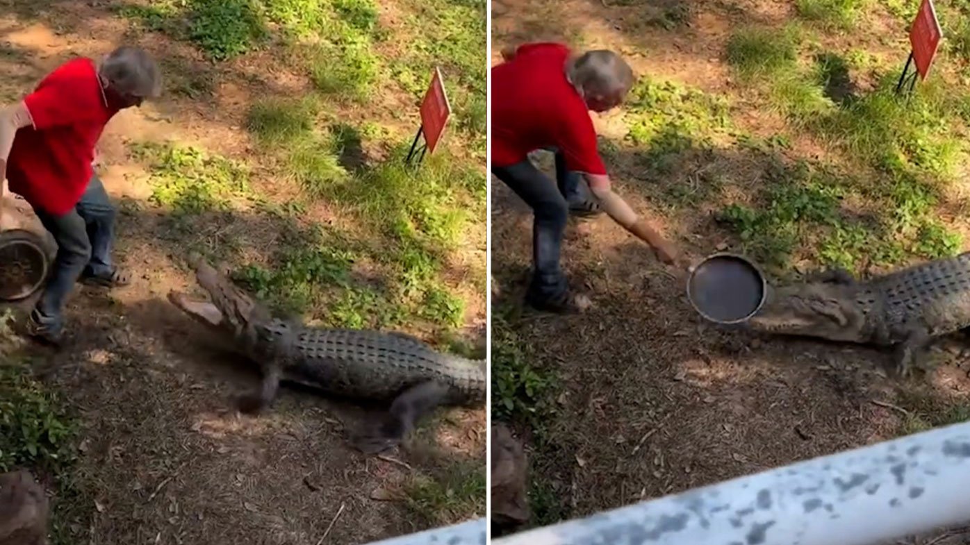  (VIDEO) Crocodil pus pe fugă de un bătrân înarmat cu o tigaie