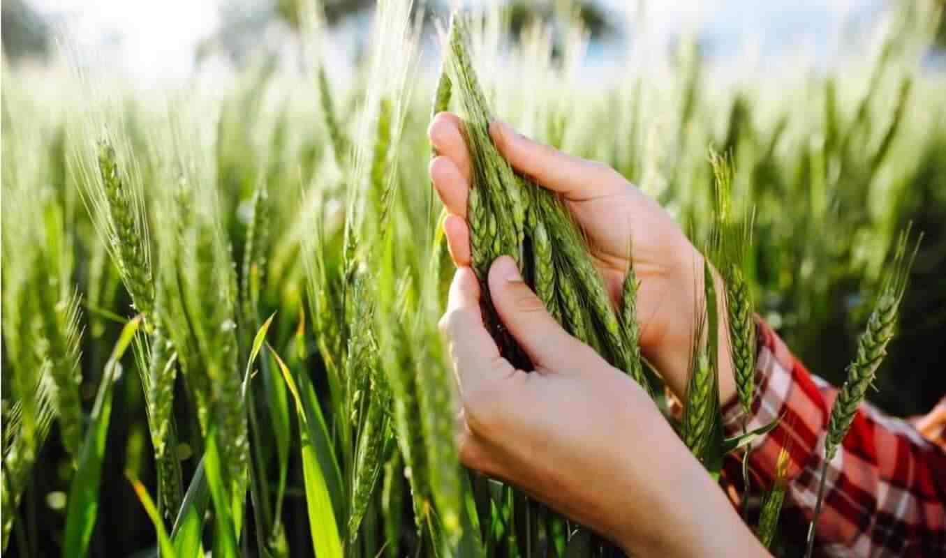  Demostraţii agricole în premieră la Iaşi, săptămâna viitoare. Începe „Sfatul Grânarilor”