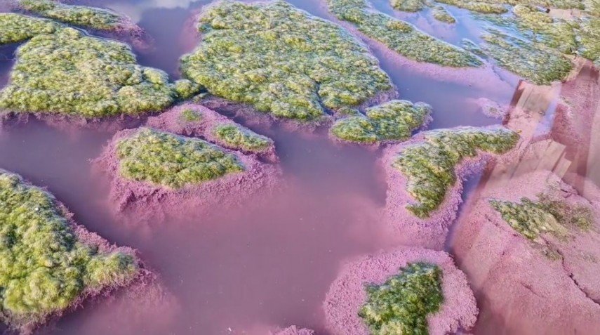  (VIDEO) Lacul Techirghiol a devenit roz. Explicații ale acestui fenomen rar