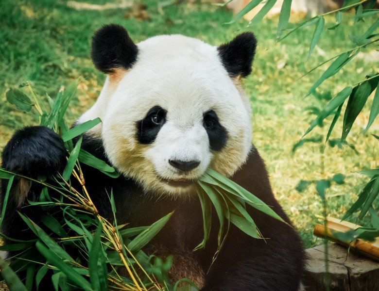  Felul în care urşii panda au devenit vegetarieni, explicat cu ajutorul unor fosile