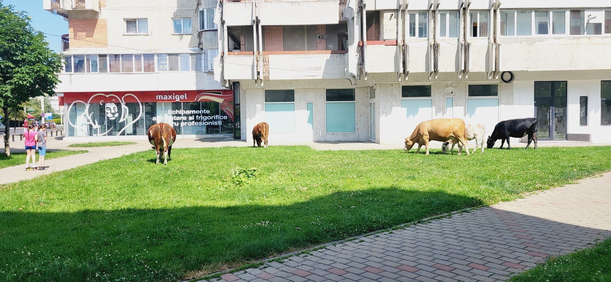  FOTO – Mai multe vaci au fost surprinse la păscut printre blocurile din Păcurari