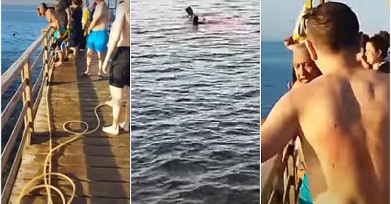  (VIDEO) Plajele din Egipt, închise. Două turiste, dintre care una româncă, au fost ucise de rechini . IMAGINI CU PUTERNIC IMPACT EMOȚIONAL