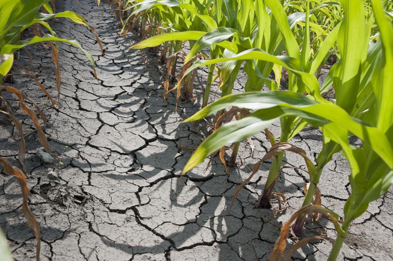  Primele 3000 de hectare de culturi agricole afectate de secetă, înscrise la despăgubiri