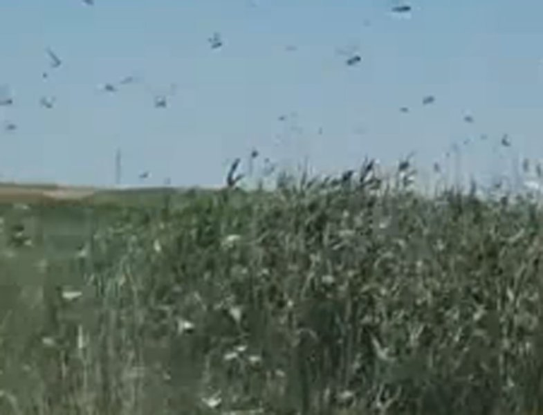  VIDEO Invazie de lăcuste în Tulcea. Sute de hectare de porumb distruse