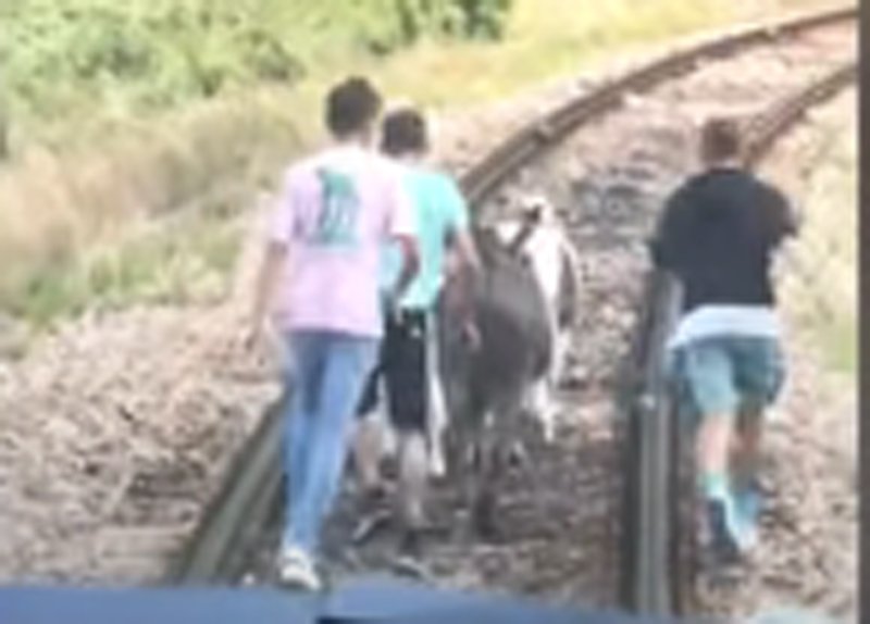  VIDEO Un măgar și doi ponei au oprit trenul Oradea – Cluj. Pasagerii s-au dat jos să-i alunge de pe șine