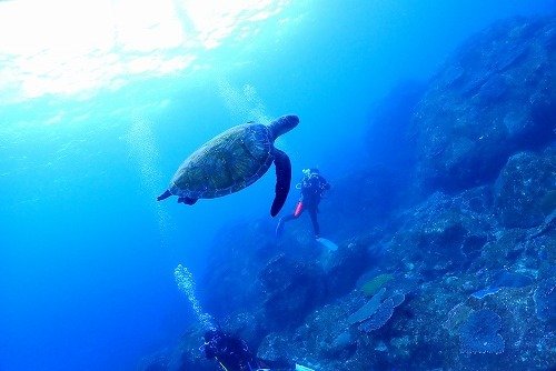  Zeci de ţestoase marine, găsite înjunghiate pe o plajă de pe insula japoneză Kumejina