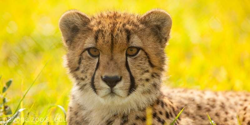  India va reintroduce ghepardul pe teritoriul său graţie unor exemplare aduse din Africa