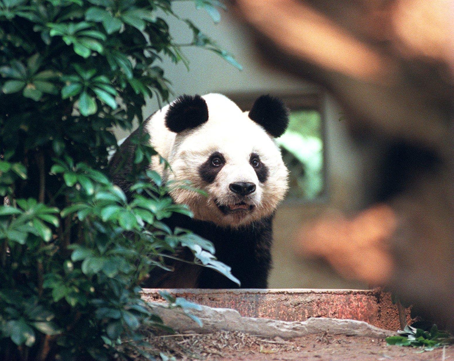  Cel mai bătrân mascul panda din lume în captivitate a murit la vârsta de 35 de ani