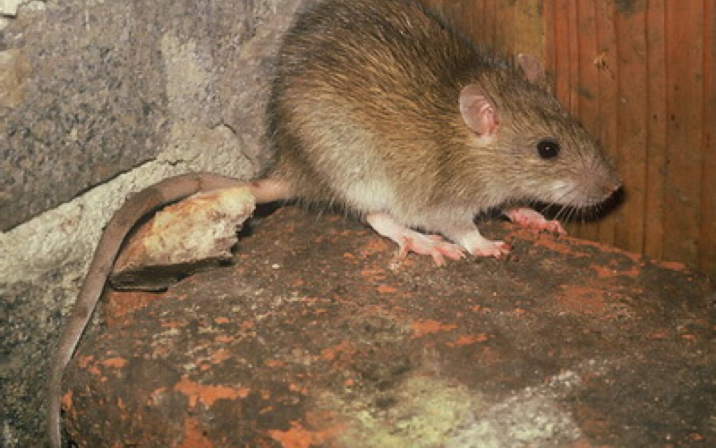  Ieşean ajuns la spital în stare groaznică: mâncat de şobolani pe picioare. Cât de periculoase pot fi aceste animale?