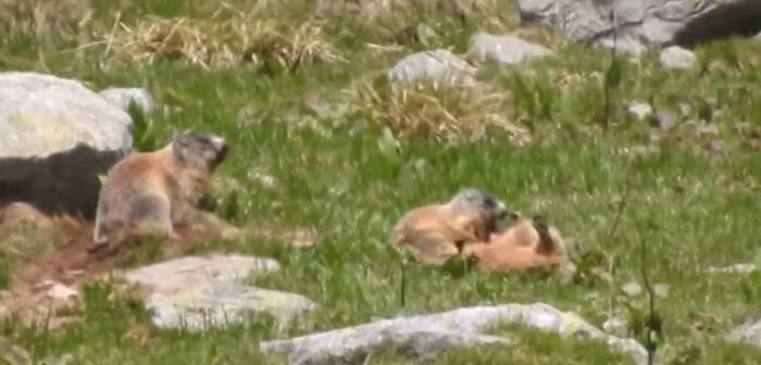  VIDEO Nu toata lumea se plange de canicula. Imagini spectaculoase cu marmote, la joaca, sub soarele fierbinte al verii